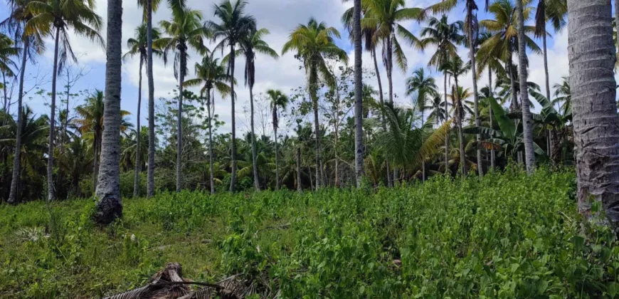 1000 Sqm. Residential or Agricultural Lot in Samal Island